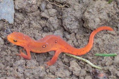 The Red Eft